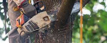 Best Tree Fertilization  in Monticello, NY