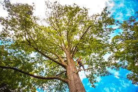 How Our Tree Care Process Works  in  Monticello, NY