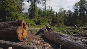 Best Firewood Processing and Delivery  in Monticello, NY