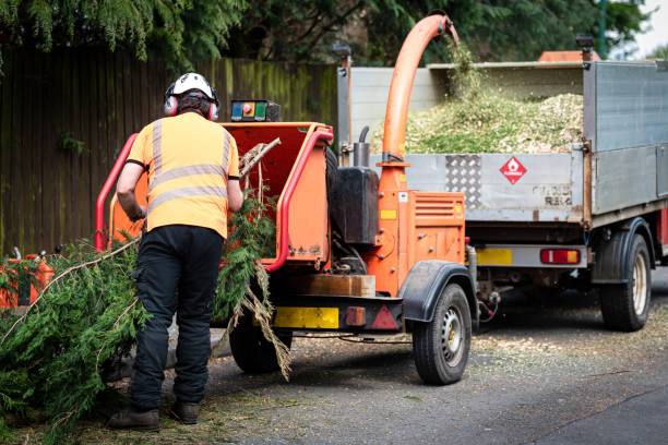 Best Tree Cabling and Bracing  in Monticello, NY