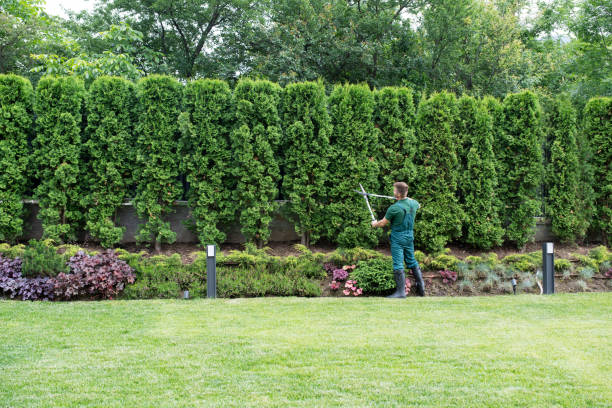 Best Emergency Tree Removal  in Monticello, NY