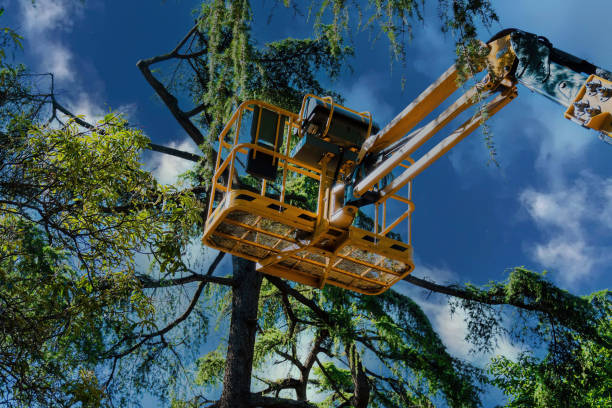 Trusted Monticello, NY Tree Services Experts