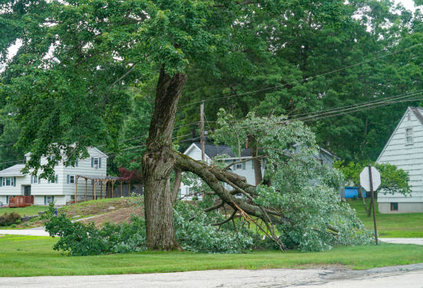 Best Hazardous Tree Removal  in Monticello, NY