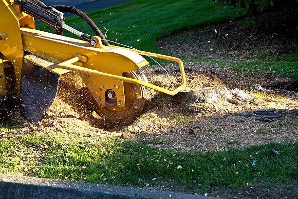 Best Grass Overseeding  in Monticello, NY