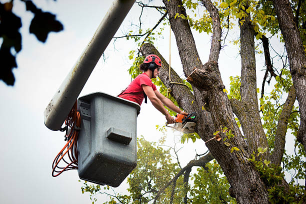 Best Tree Disease Treatment  in Monticello, NY