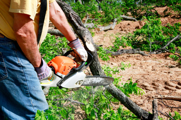 Best Fruit Tree Pruning  in Monticello, NY